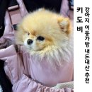 동네강아지 | 강아지 이동가방 추천 앞가방 포대기 키도비 내돈내산 솔직후기