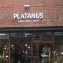 PLATANUS | 플라타너스 가드닝 샵, 청주 식물, 테라리움, 인테리어, 식물가게, 반려식물, 봉명동 가드닝 클래스...