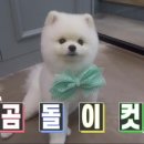 미쓰박 펫 살롱 이미지