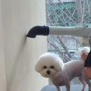 름자펫살롱 이미지