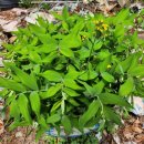 불태산농장 이미지