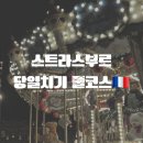 엠제이브릿지 | 📍 스트라스부르 당일치기 여행 후기 (도보 루트 + 맛집 + 꿀팁 총정리)