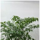 서초법조빌딩 | 서초구 개업화분 배송 │ 대형 법무법인 &amp; 신축 오피스빌딩 맞춤 화분 추천