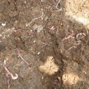 소망농장 이미지