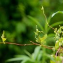 하천리-12 이미지