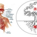 일우 닥터봉 한의원에서의 알러지성비염의 치료원리 이미지