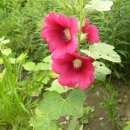 잎소아청소년과의원 이미지