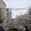 마포, 걷고싶은길 3코스 | 마포역 공덕역 경의선숲길 벚꽃 개화상태, 벚꽃스팟