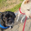 언니야PC 이미지