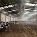 동복목장 이미지