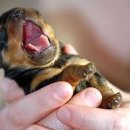 디아나동물병원 이미지