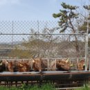 일구사슴농장 이미지