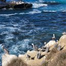 솔안공원 투나쪽 입구 | 추천 자유여행 라구나비치 라호야코브 선셋클리프 발보아파크 투나하버공원 시포트빌리지 코로나도비치