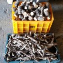 엉게나무 이미지