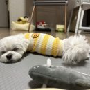 인생닭강정목포