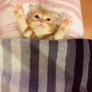 태호