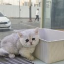 김성 | 전주브리숏분양 고민 끝에 결정한 후기, 관리 부담까지 생각해서 선택했어요 🐾