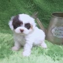 예쁜강아지 이미지