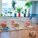 엘제이펫 이미지