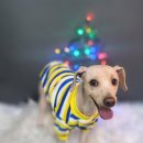 어쩔댕댕 이미지