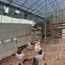 숲속의 하얀집 이미지