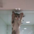 고양이 후추