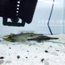 초록여울수족관