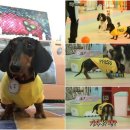 애니멀즈 이미지