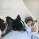 온리유 펫살롱 이미지