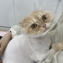 봄날냥 이미지