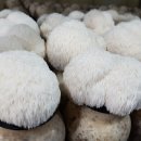 삼구농원 이미지