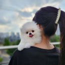 홈즈펫타운 이미지