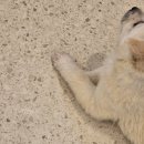 다시사랑받개 | ​[중랑구] 사지 말고 입양하세요! 유기견 카페 ‘다시사랑받개’ 방문 후기