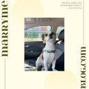 열두달펫 이미지