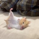 한방족발 이미지