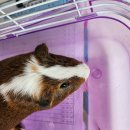 산본천로 이미지