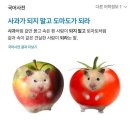 도마도 네이버블로그