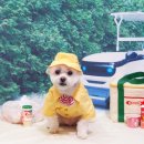 강아지풍경 이미지