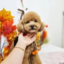 메리몰펫샵(사직점) 이미지