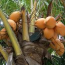 보라카이 코코넛 나무들 이미지