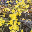 솔잎가든앞전화국뒤 | 봄에 피는 노란꽃 종류와 3월에 피는 꽃 조합 총정리