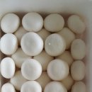 동중농장 이미지