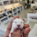 패러그린샵 명지점 이미지