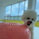 댕스라이프 이미지