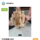증평가정견훈련소 이미지