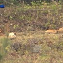 들개농장 이미지