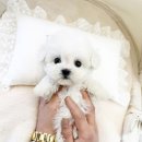 부산강아지분양 퍼피몰리 이미지