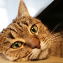 캣앤캣 고양이 병원 이미지