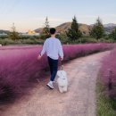 핑크애견 이미지