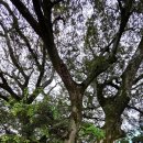 영평조록나무 이미지